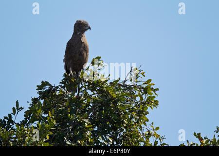 Brown Snake Eagle (Circaetus cinereus), Banded Snake-Eagle, Accipitridae Stock Photo