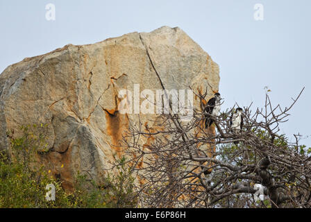 A pair of African Hawk-Eagles (Hieraaetus spilogaster), (Aquila spilogaster) in the landscape Stock Photo