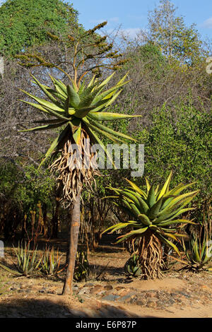 Mountain aloe (Aloe marlothii) is a succulent, Asphodelaceae, Stock Photo