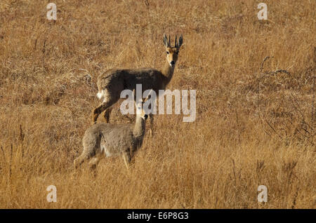 A grey rhebuck (Pelea capreolus) in natural habitat, Mountain Zebra ...