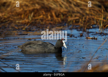 Red-knobbed Coot (Fulica cristata). Rallidae Stock Photo