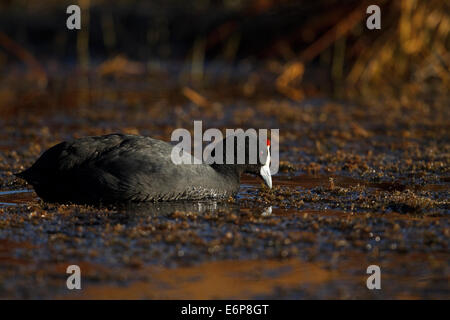 Red-knobbed Coot (Fulica cristata). Rallidae Stock Photo