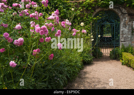 A border with pink roses beside the decorative wrought-iron gated entrance to the walled garden of Rousham House, Oxfordshire, England Stock Photo