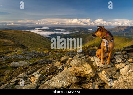Dog admiring the beautiful inverted cloud over Windermere from Hart Crag on the Fairfield Horseshoe, Cumbria, UK Stock Photo