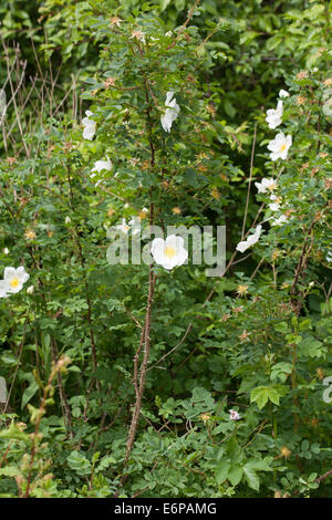 Field Rose by The Middlewood Way near Bollington Cheshire England Stock Photo