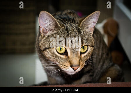 A young, green-eyed adult male tabby cat keeps a lookout for any intruders likely to pose a danger to him Stock Photo