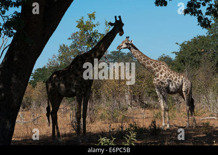 From Victoria Falls is possible to visit the nearby Botswana. Specifically Chobe National Park.  A pair of giraffes standing on Stock Photo