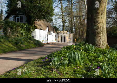 Spring crocus and daffodils growing beside a narrow lane in the small, picturesque village of Winwick, Northamptonshire, England Stock Photo