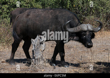 African Buffalo (Syncerus caffer) two adult males, running across track in savannah, South Luangwa N. P., Zambia. Buffalo Camp,