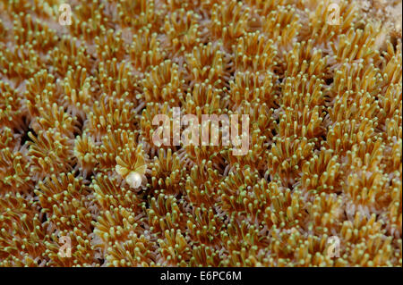 Soft coral Caulastrea furcata in Maldives, Indian Ocean Stock Photo