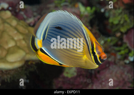 Indian redfin butterflyfish in Maldives, Indian Ocean Stock Photo