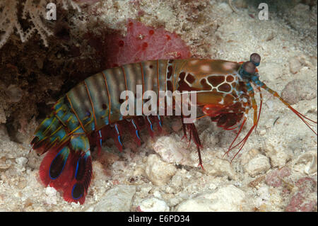 Mantis shrimp in Maldives, Indian Ocean Stock Photo
