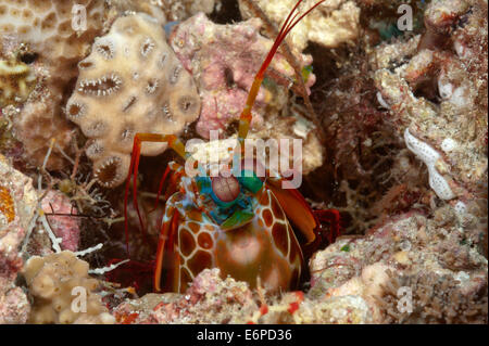 Mantis shrimp in Maldives, Indian Ocean Stock Photo