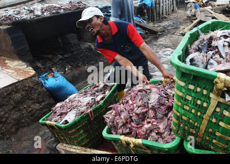 North Jakarta, Jakarta, Indonesia. 14th Feb, 2013. Workers push a cart of leftover fish guts at the Muara Angke market in North Jakarta. Parts of the fish that are thrown away by merchants, restaurants and even processing factories are used as ingredients for organic fertilizer, which sells for Rp 35,000 ($3) per liter. © Afriadi Hikmal/ZUMA Wire/Alamy Live News Stock Photo