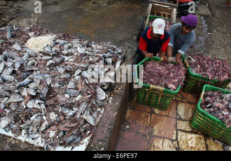 North Jakarta, Jakarta, Indonesia. 14th Feb, 2013. Workers push a cart of leftover fish guts at the Muara Angke market in North Jakarta. Parts of the fish that are thrown away by merchants, restaurants and even processing factories are used as ingredients for organic fertilizer, which sells for Rp 35,000 ($3) per liter. © Afriadi Hikmal/ZUMA Wire/Alamy Live News Stock Photo