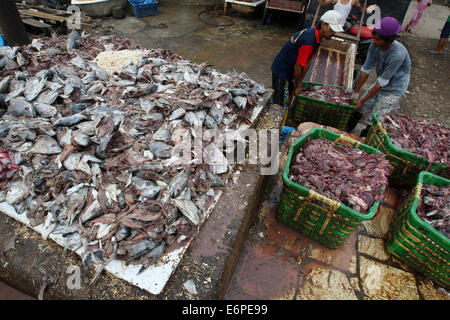 North Jakarta, Jakarta, Indonesia. 14th Feb, 2013. Workers push a cart of leftover fish guts at the Muara Angke market in North Jakarta. Parts of the fish that are thrown away by merchants, restaurants and even processing factories are used as ingredients for organic fertilizer, which sells for Rp 35,000 ($3) per liter. © Afriadi Hikmal/ZUMA Wire/Alamy Live News Stock Photo