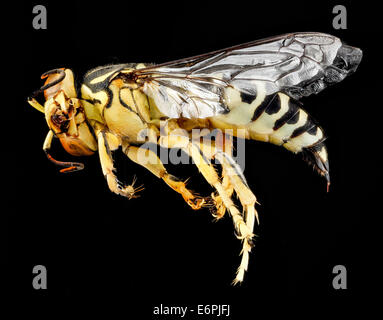 Bembix americana Female Cuba Side 2012-09-14-0810 7985406269 o Bembix americana, female, Sand Wasp...hunts flies for its nest. Bembix americana antilleana, female, Sand Wasp from Guantanamo Bay, Cuba Bembix americana. Female. Cuba. Side 2012-09-14-08.10 Stock Photo