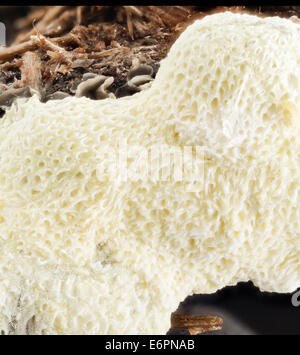 Ceratiomyxa fruticulosa variety, Poriodes 2014-07-01-104609 ZS PMax 14367839050 o One of two shots of yet another slime mold gro Stock Photo