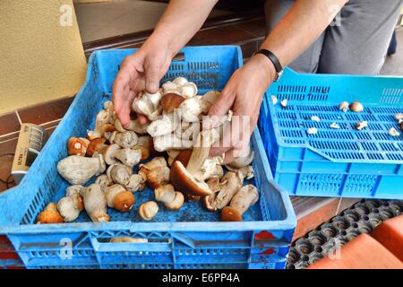 Dabrowa, Poland 28th, August 2014 Woman working in the temporary undergrowth purchase point. Many people pick Penny bun mushrooms in the Bory Tucholskie forest. Picking mushrooms and selling them, is a popular way to make some money in poor areas of Poland where unemployment reaches 30%. Stock Photo