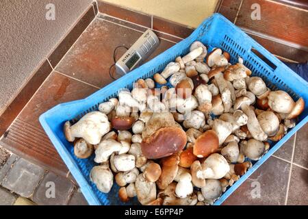 Dabrowa, Poland 28th, August 2014 Woman working in the temporary undergrowth purchase point. Many people pick Penny bun mushrooms in the Bory Tucholskie forest. Picking mushrooms and selling them, is a popular way to make some money in poor areas of Poland where unemployment reaches 30%. Stock Photo