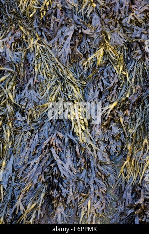 Bladderwrack Seaweed Dry Whole Fucus Vesiculosus, Black Tang, Rockweed,  Bladder Fucus, Sea Oak, Cut Weed, Dyers Fucus -  Ireland