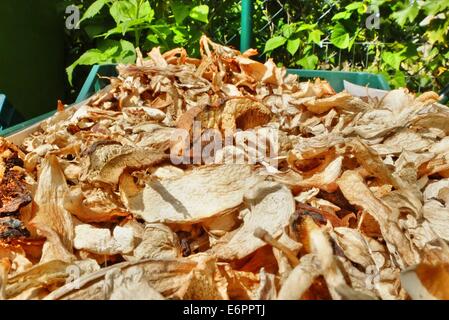 Dabrowa, Poland 28th, August 2014 Woman working in the mushroom drier in the Dabrowa village in the Bory Tucholskie forest. Picking mushrooms and selling them, is a popular way to make some money in poor areas of Poland where unemployment reaches 30%. Dried mushrooms are 10 times more expensive than normal. © Michal Fludra/Alamy Live News Stock Photo