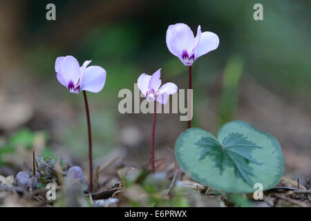 Eastern Sowbread or Cyclamen (Cyclamen coum), Emsland region, Lower ...