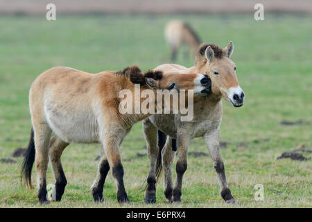 Przewalski's Horses (Equus ferus przewalskii), Emsland, Lower Saxony, Germany Stock Photo