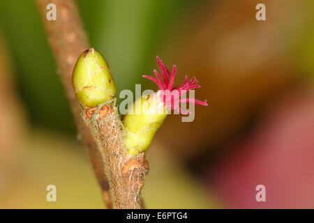Hazel (Corylus avellana), branch with a female flower, North Rhine-Westphalia, Germany Stock Photo