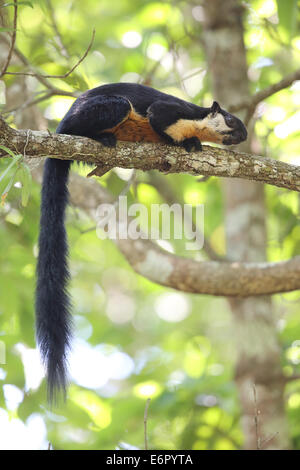 Black Giant Squirrel Stock Photo