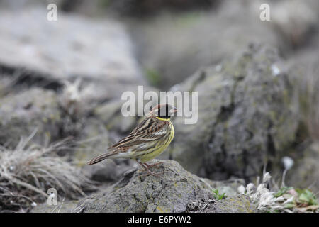 Black-Faced Bunting Stock Photo