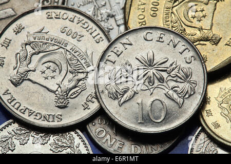 Coins of Singapore. Winter jasmine flower (Jasminum multiflorum) depicted in the Singapore ten cents coin. Stock Photo