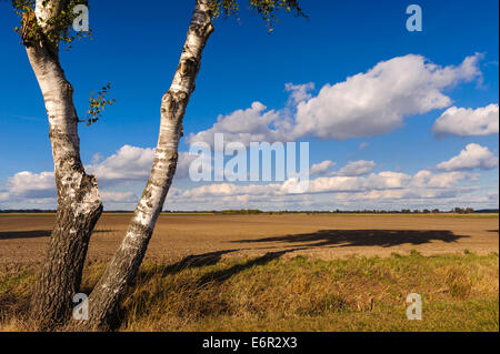 birch trees at field landscape in autumn, vechta district, oldenburger münsterland, lower saxony, germany Stock Photo