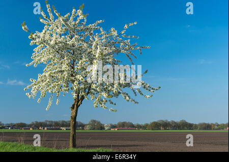 flowering cherry trees, osterfeine-bergfeine, damme, vechta, vechta district, oldenburger münsterland, lower saxony, germany Stock Photo