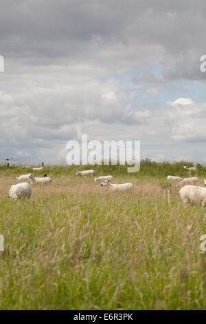 Sheared sheep grazing in a field in Holy Island Northumberland United Kingdom Great Britain Stock Photo