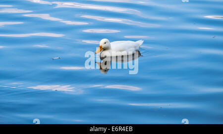 Pekin duck on lake Stock Photo