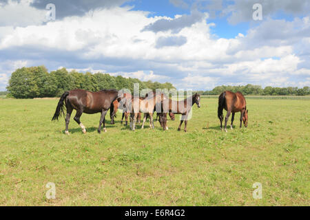 A herd of horses, mares and foals, in a green pasture with a row of trees in the background and a Dutch cloudy sky. Stock Photo