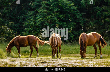 Horses pasturing in green meadow Stock Photo