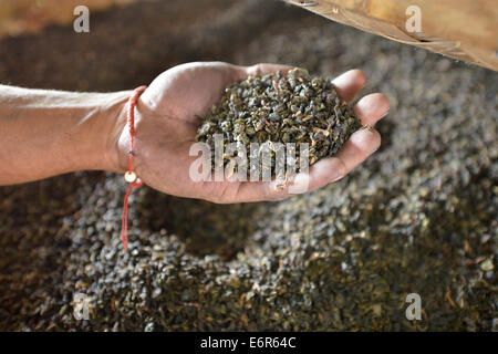 Tea leaves drying in Mae Salong, Thailand Stock Photo