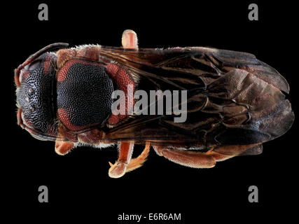 Dianthidium floridiense, Female, Back, Florida, Broward County 2013-11-15-175616 ZS PMax 10963599886 o An uncommon dark Dianthidium from Florida. This one captured on the Atlantic coast in Canaveral National Seashore, Photographed by Brooke Alexander Cano Stock Photo