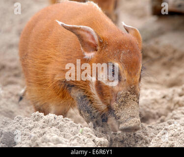 Red river hog (Potamochoerus porcus), also known as the bush pig, is a wild member of the pig family living in Africa. Stock Photo