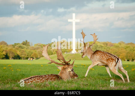 Fallow Deer Stags at Papal Cross in Dublin's Phoenix Park in Ireland