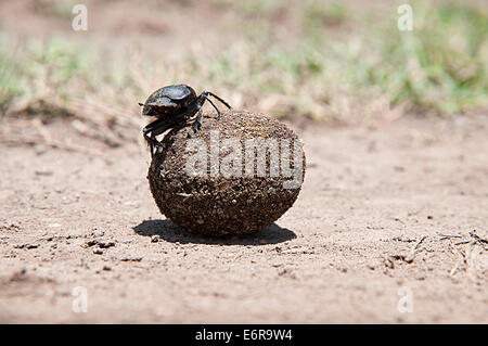 Dung beetle rolling ball of dung faeces in Lake Nakuru National Park Kenya East Africa Stock Photo