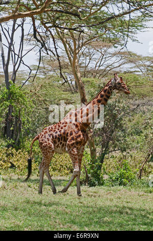 Rothschild’s Giraffe walking through acacia woodland in Lake Nakuru National Park Kenya East Africa Stock Photo