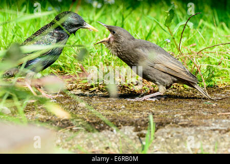 A young fledgling starling (Sturnus vulgaris) is fed a woodlouse by its mother in an urban British garden. Stock Photo