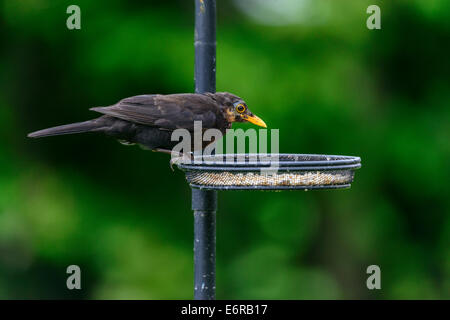 A male adult blackbird (Turdus merula) perches on a seed tray on a garden birdfeeder in urban Britain. Stock Photo