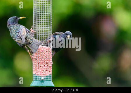 Attracting garden wildlife - Two 2 adult common starlings (Sturnus vulgaris) perch on a mesh bird feeder in urban Britain Stock Photo