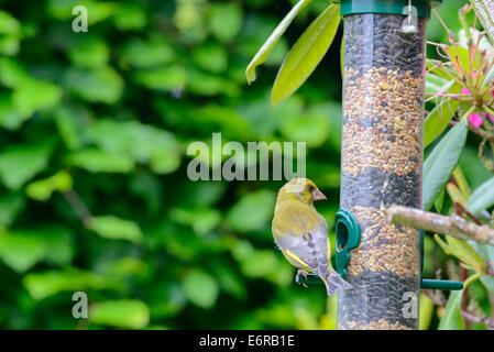 One male Greenfinch (Cardeulis chloris) perched on a seed feeder in an urban British garden. Rear view. Stock Photo