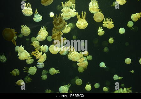 Green jellyfish taken at the aquarium in Vancouver Stock Photo
