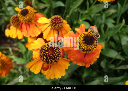 Helenium sahin's early flowerer honey bee pollen Stock Photo